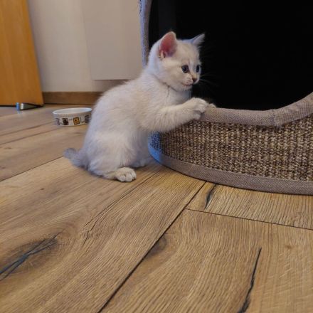 BKH Kitten Geschwister Pärchen