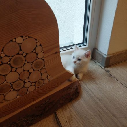 BKH Kitten