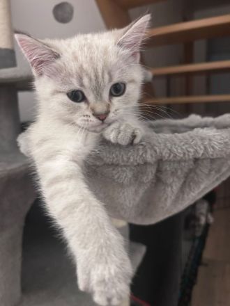BKH Kitten Geschwister Pärchen