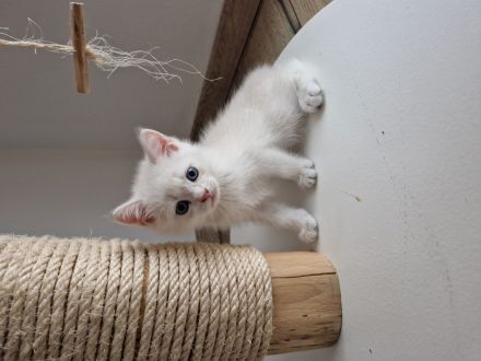 BKH Kitten Geschwister Pärchen