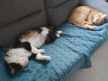 Atila, FIV positiv