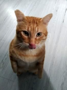 Atila, FIV positiv