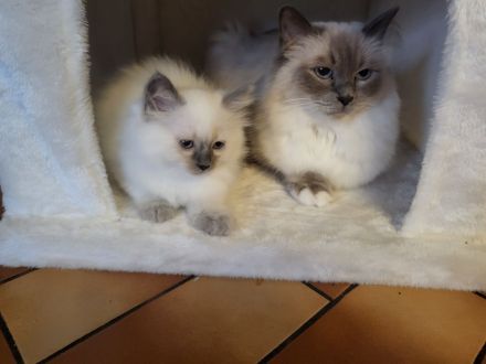 Wunderschöne Ragdoll Kitten