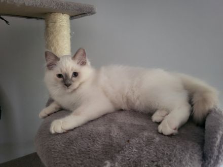Ragdoll Kitten ( noch 1x Junge)