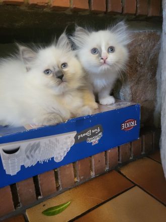 Wunderschöne Ragdoll Kitten