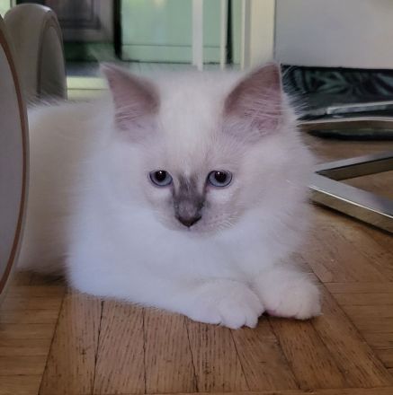 Wunderschöne Ragdoll Kitten