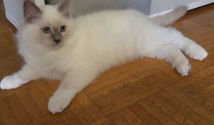 Ragdoll Kitten ( noch 1x Junge)