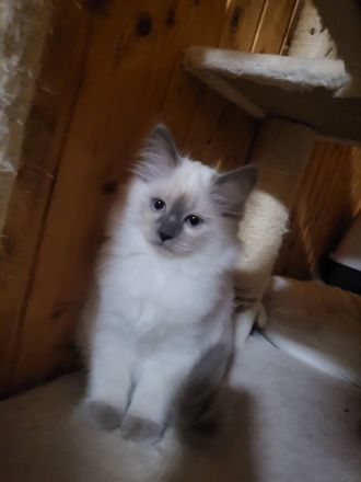 Wunderschöne Ragdoll Kitten