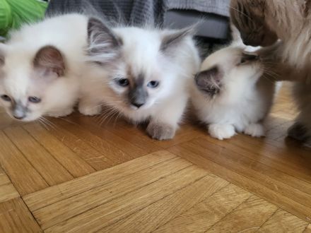Wunderschöne Ragdoll Kitten
