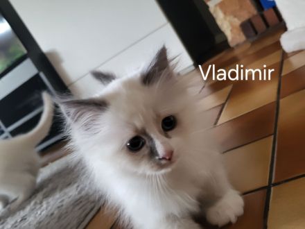 Wunderschöne Ragdoll Kitten