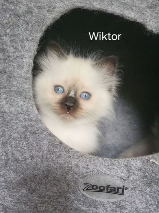 Wunderschöne Ragdoll Kitten