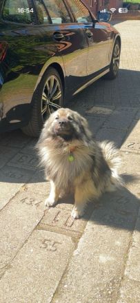 Siggi (Wolfspitzhündin)