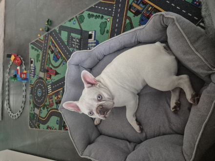 Liebe Französische Bulldogge
