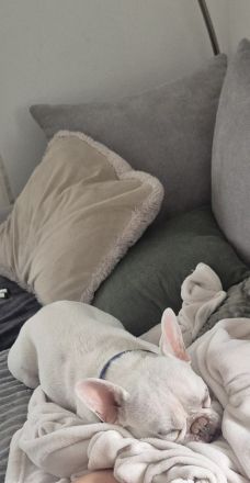 Liebe Französische Bulldogge