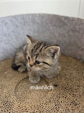 Bkh kitten