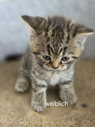 Bkh kitten
