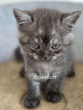 Bkh kitten