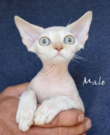 Kitten Devon Rex