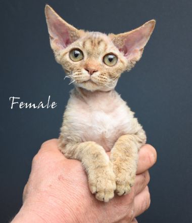 Kitten Devon Rex