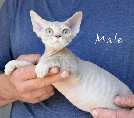 Kitten Devon Rex