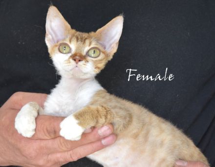 Kitten Devon Rex