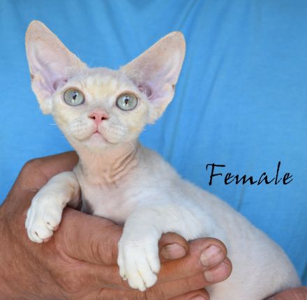 Kitten Devon Rex