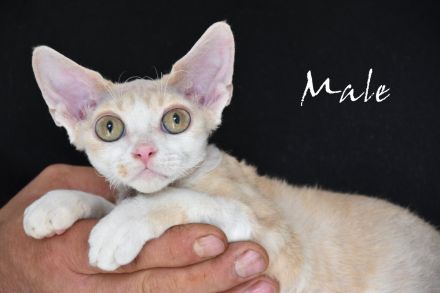 Kitten Devon Rex