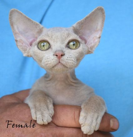 Kitten Devon Rex