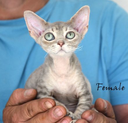 Kitten Devon Rex