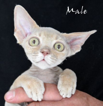 Kitten Devon Rex