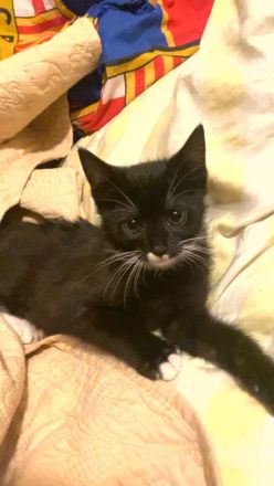 Baby Katze zu verkaufen