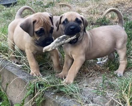 BOERBOEL, Welpe