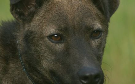 Rexy sucht ein ruhiges Zuhause