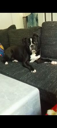 Old English/Amerikanische Bulldogge