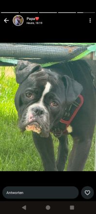 Old English/Amerikanische Bulldogge