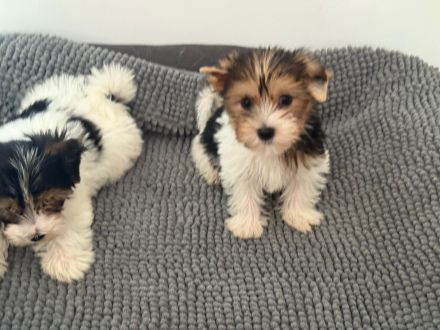Biewier Yorkshire Terrier Welpen