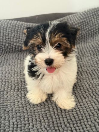 Biewier Yorkshire Terrier Welpen