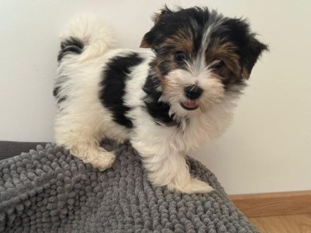 Biewier Yorkshire Terrier Welpen