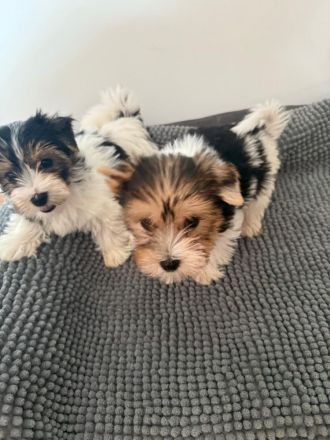 Biewier Yorkshire Terrier Welpen