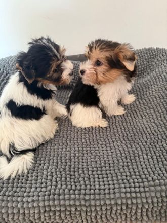 Biewier Yorkshire Terrier Welpen