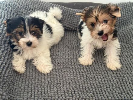 Biewier Yorkshire Terrier Welpen