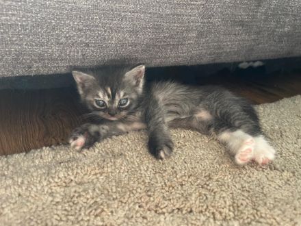 Liebevolle BKH Kitten Abzugeben