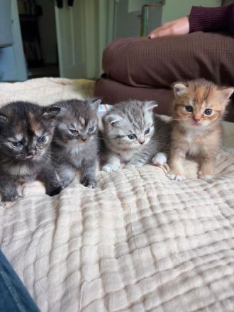 Liebevolle BKH Kitten Abzugeben