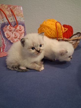 Ragdoll Kätzchen/ Kitten
