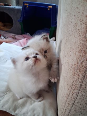 Ragdoll Kätzchen/ Kitten