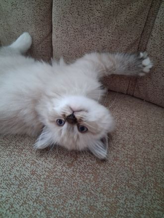2 wunderschöne Ragdoll Kätzchen/ Kitten