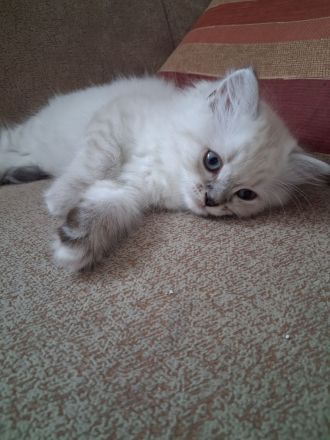 2 wunderschöne Ragdoll Kätzchen/ Kitten