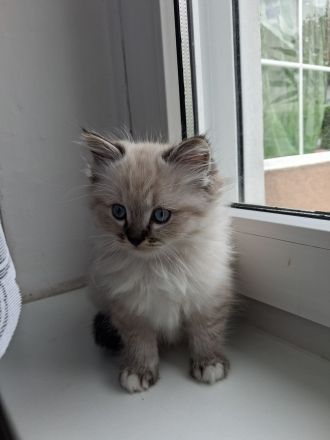 2 wunderschöne Ragdoll Kätzchen/ Kitten