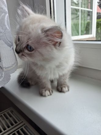 2 wunderschöne Ragdoll Kätzchen/ Kitten