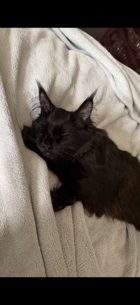 7-Monate schwarzes Maine Coon Kitten
